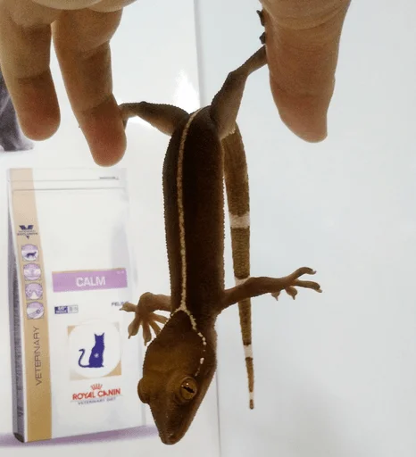 Sticker рептилоиды - 3