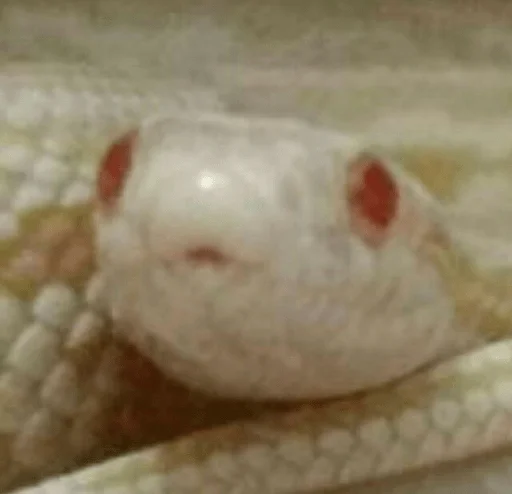 Sticker рептилоиды - 2