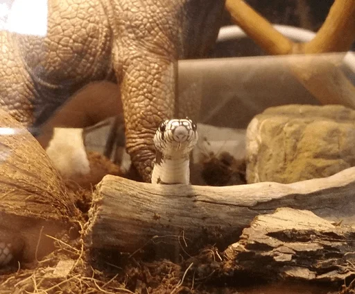 Sticker рептилоиды - 1