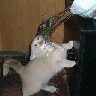 Sticker Crying Cat, @icarusfalls - 8