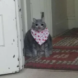 Sticker Crying Cat, @icarusfalls - 9