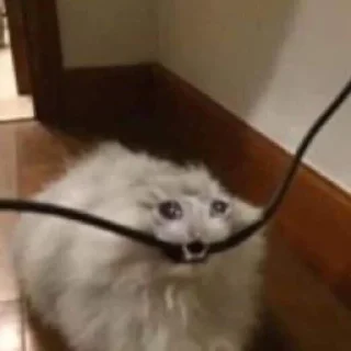 Sticker Crying Cat, @icarusfalls - 7