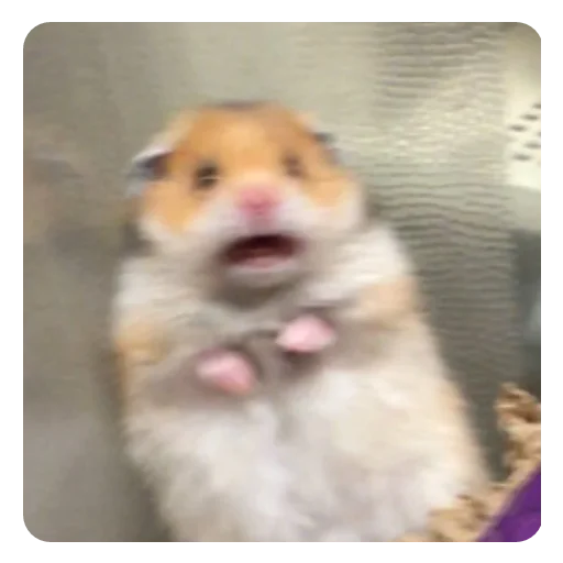 млекопитающее животное хомяк