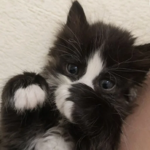 Sticker CtStickerslovez - 1