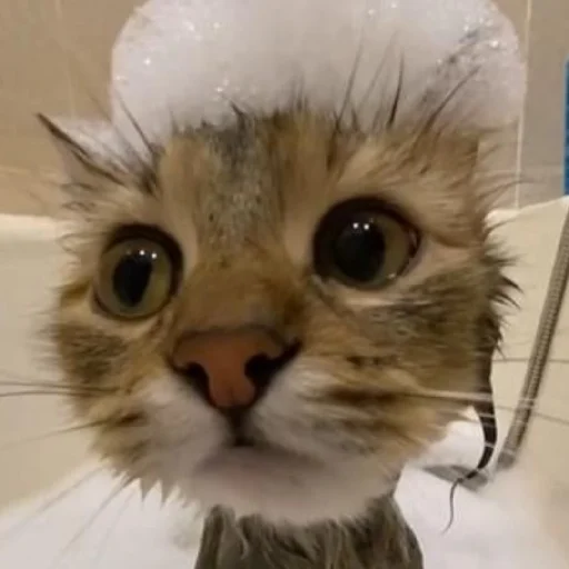 Sticker CtStickerslovez - 1