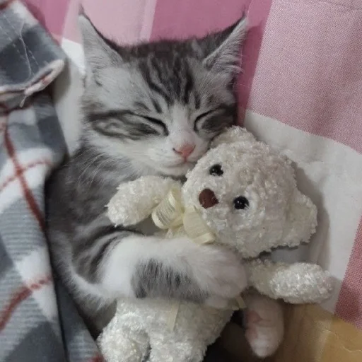 Стикер CtStickerslovez - 1