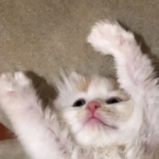 Sticker CtStickerslovez - 1