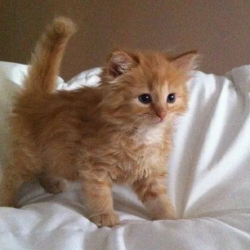 Sticker CtStickerslovez - 1