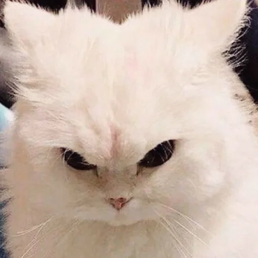 Sticker CtStickerslovez - 1