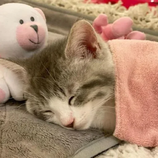 Sticker CtStickerslovez - 1