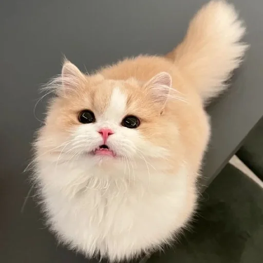 Sticker CtStickerslovez - 1