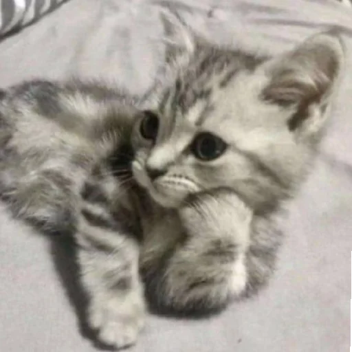 Sticker CtStickerslovez - 1