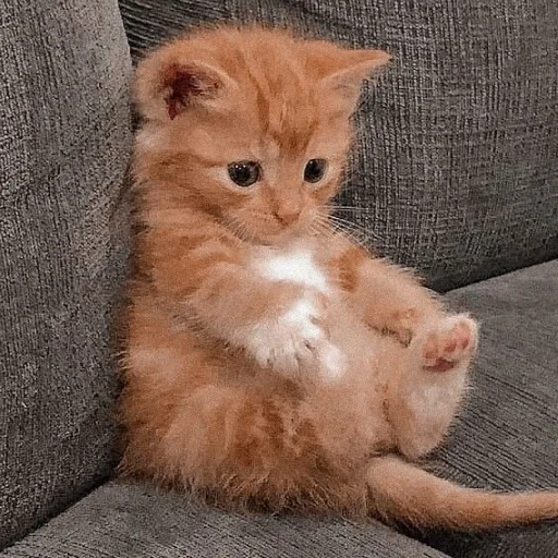 Cãtš                 @stickerslovez - 