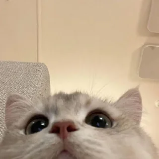 Sticker Cãtš                 @stickerslovez - 8