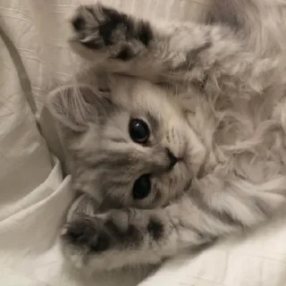 Sticker Cãtš                 @stickerslovez - 2