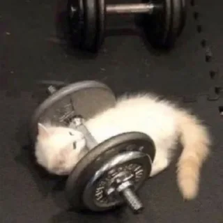 Sticker Cãtš                 @stickerslovez - 3