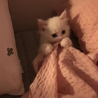 Sticker Cãtš                 @stickerslovez - 6