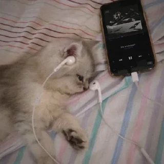 Sticker Cãtš                 @stickerslovez - 0