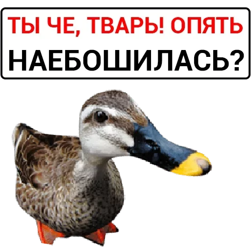 animal aquatic bird bird