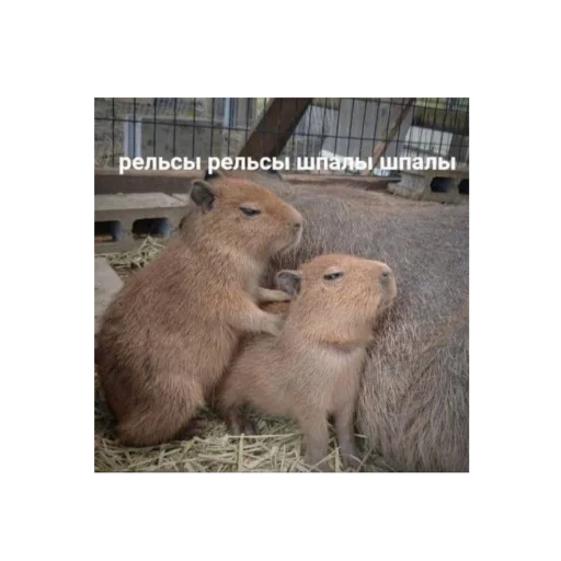 млекопитающее животное грызун