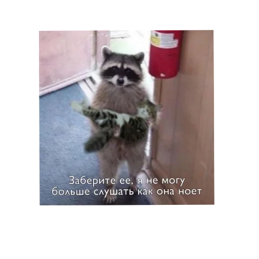 енот СМС животное