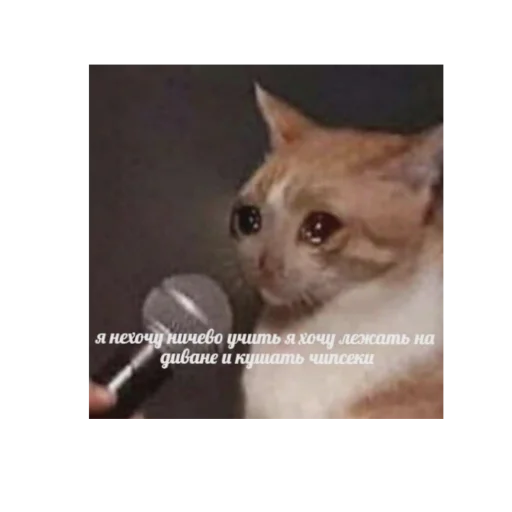 СМС млекопитающее животное