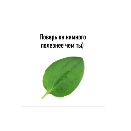 СМС растение