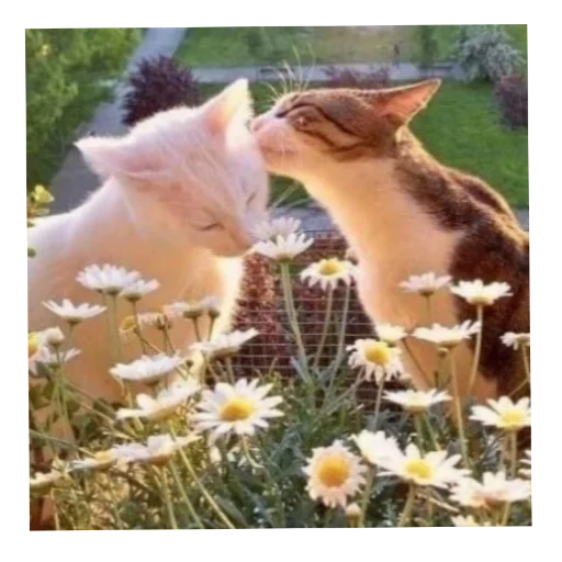 кошки малого и среднего размера домашняя кошка кошачьи