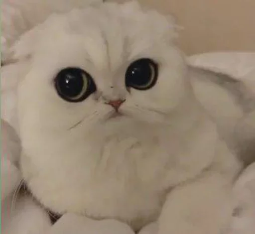 Sticker گربه ی خاص :] - 11