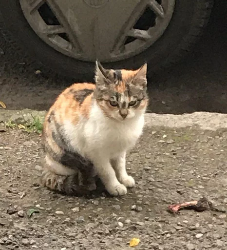 Sticker گربه ی خاص :] - 8