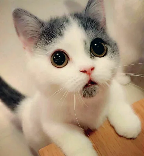 Sticker گربه ی خاص :] - 5