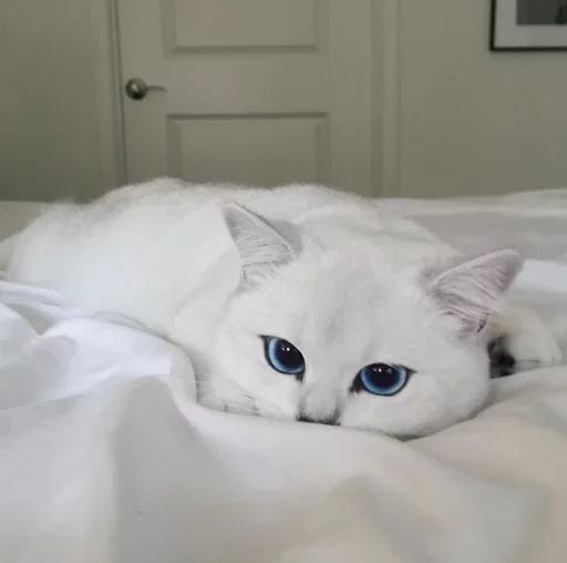 Sticker گربه ی خاص :] - 4