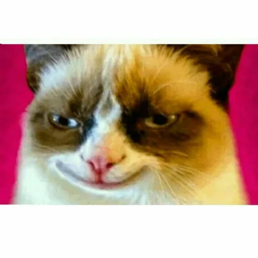 Sticker گربه ی خاص :] - 3