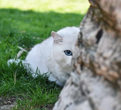 Sticker گربه ی خاص :] - 2