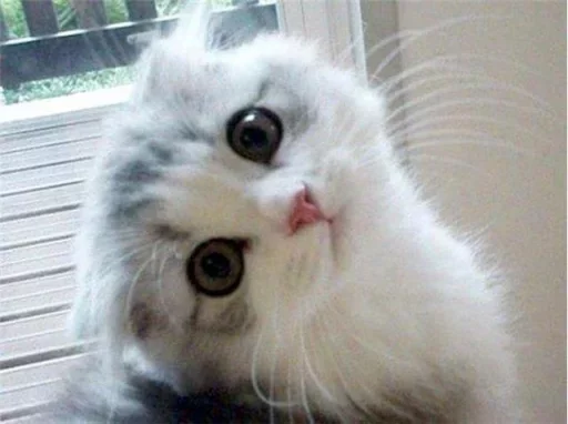 Sticker گربه ی خاص :] - 0