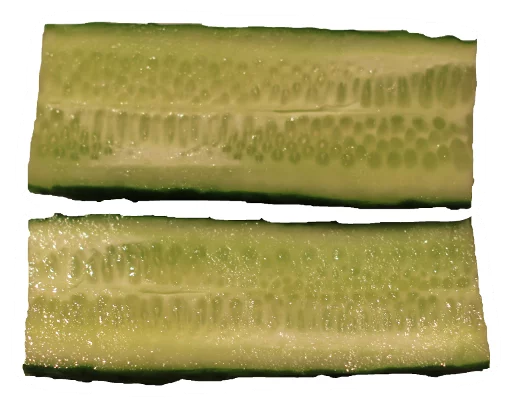 Sticker Cucumber Essentials - 4