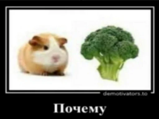 vegetable animal text