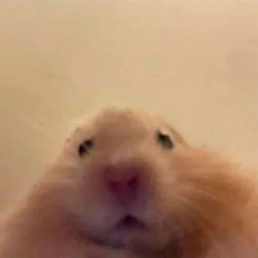 Curabitur non mures inclusi - 