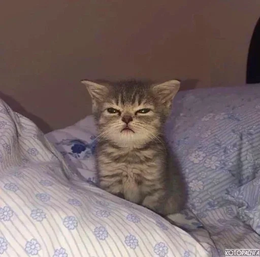 Стикер Curabitur - 1