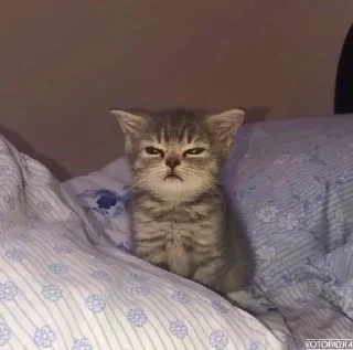 Стикер Curabitur non mures inclusi - 8