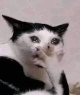 Стикер Curabitur non mures inclusi - 1