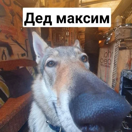 млекопитающее животное домашнее животное