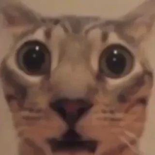 Sticker Cursed Cats - 5