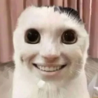 Sticker Cursed Cats - 2