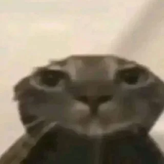 Sticker Cursed Cats - 3