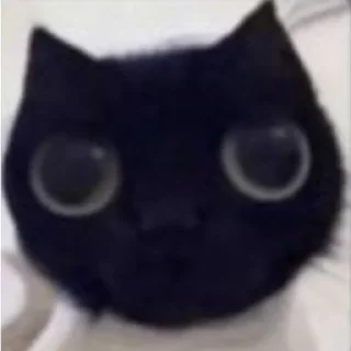 Sticker Cursed Cats - 6