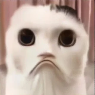 Sticker Cursed Cats - 7