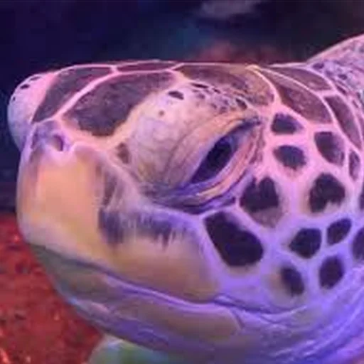 Sticker Cursed Turtles And Tortoises - 11