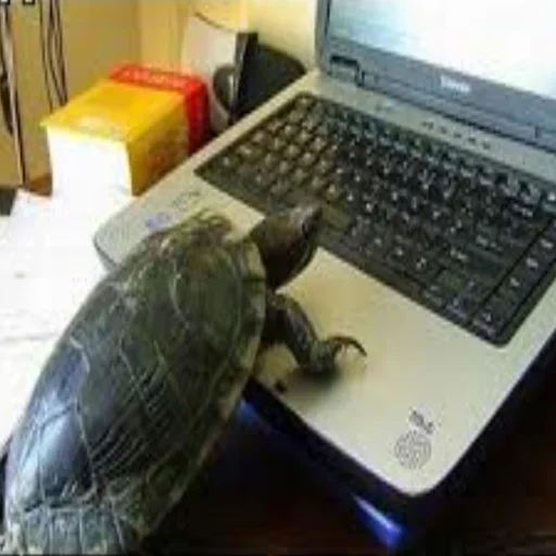 Sticker Cursed Turtles And Tortoises - 10