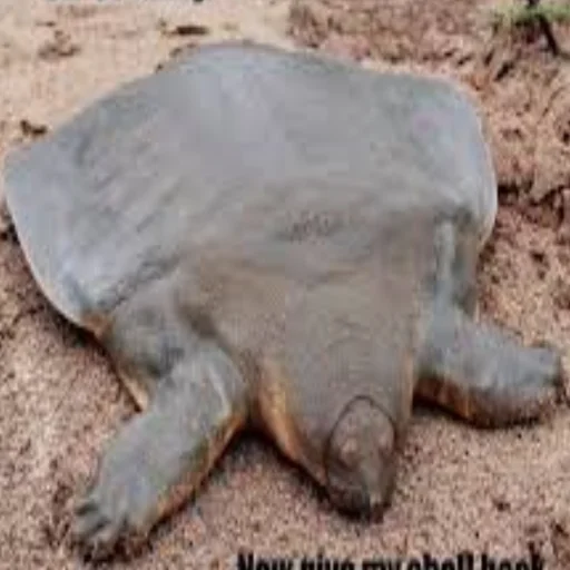 Sticker Cursed Turtles And Tortoises - 8